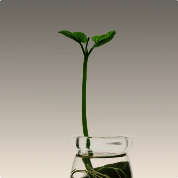 CapaOne - Endpoint Management Consolidated